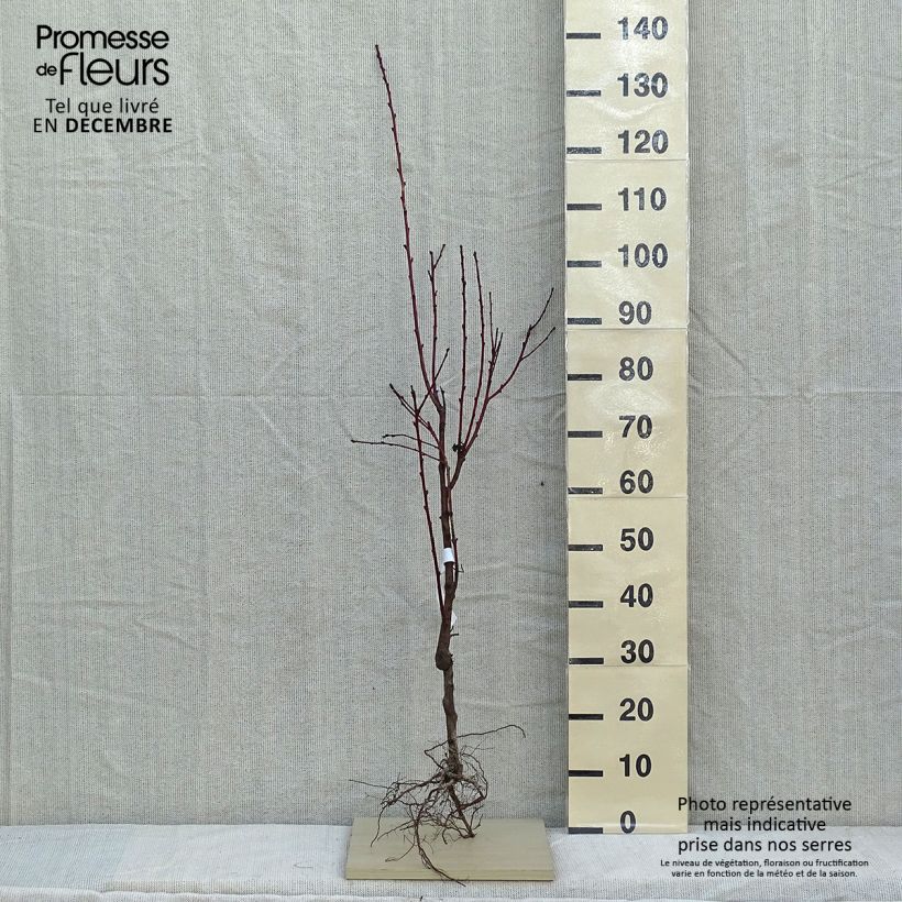 Pesco Fertile de Septembre Piante grandi a radice nuda, VasettoAltezza consegnata circa 140/160cm esemplare consegnato in inverno