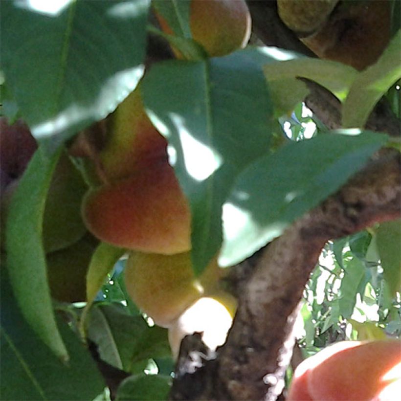 Pesco Peento (Fogliame)