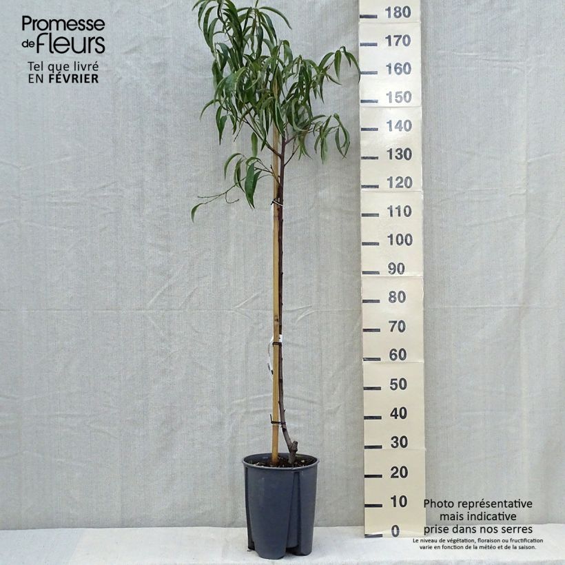 Esemplare di Pesco Sanguine Vaso da 7,5L/10L, Vaso impalcato medio come consegnato in autunno