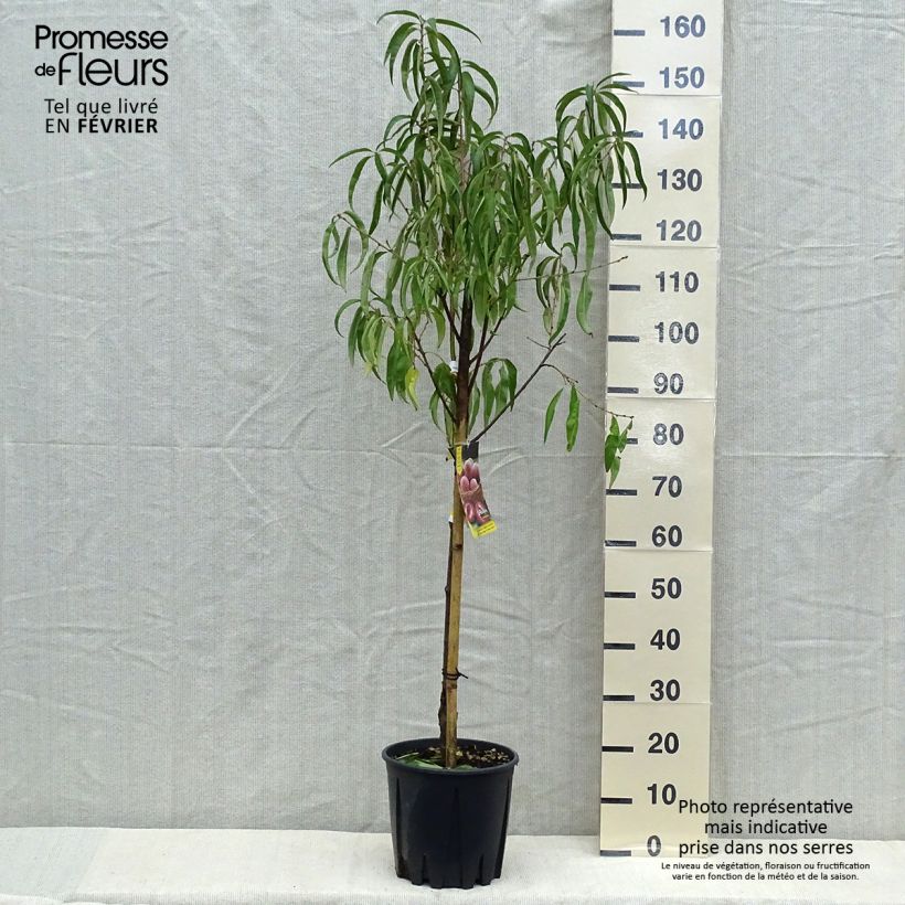 Esemplare di Pesco Sanguine Vaso da 7,5L/10L, VasettoAltezza consegnata circa 140/160cm come consegnato in autunno