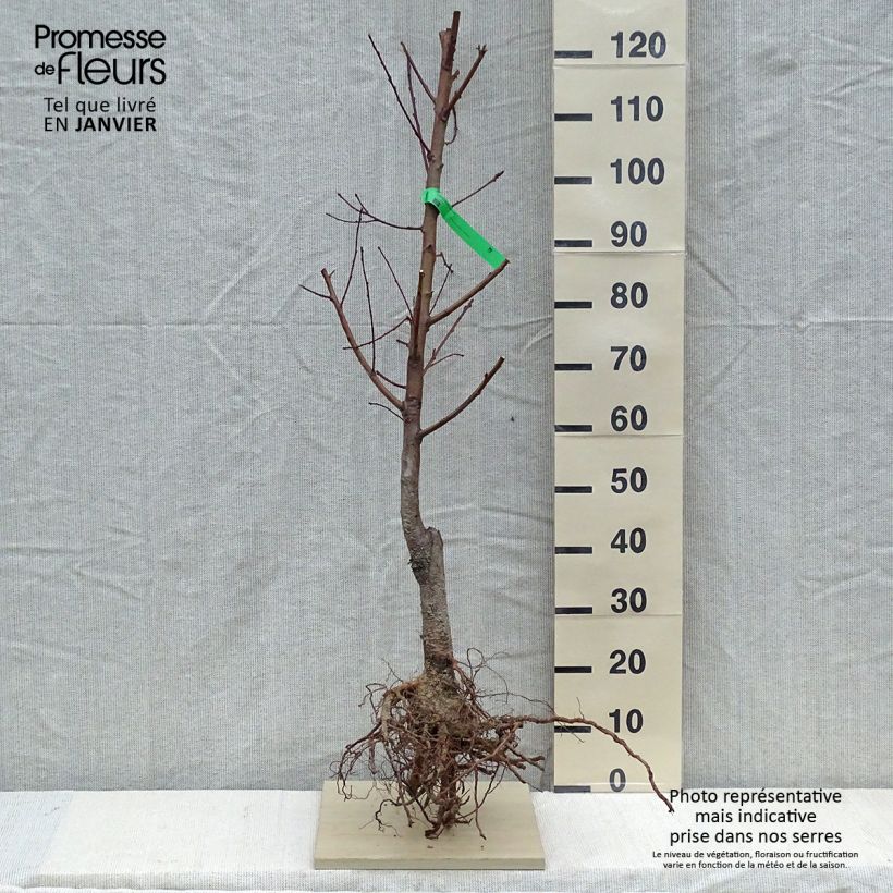 Pesco Redhaven Bio Piante grandi a radice nuda, AstoneAltezza consegnata circa 90/120cm esemplare consegnato in inverno