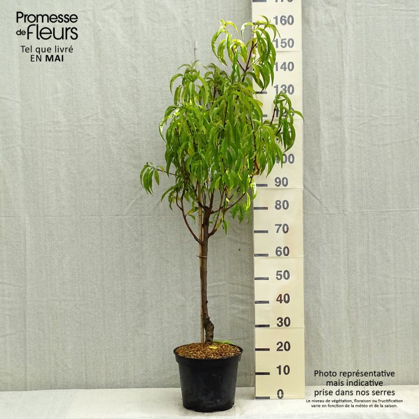 Pesco Redhaven Vaso da 7,5L/10L, Vasetto esemplare consegnato in primavera