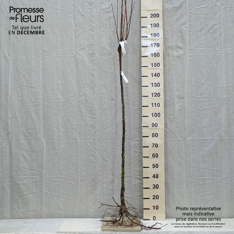 Pesco Triumph Piante grandi a radice nuda, Vaso impalcato medioAltezza consegnata circa 200/220cm esemplare consegnato in inverno