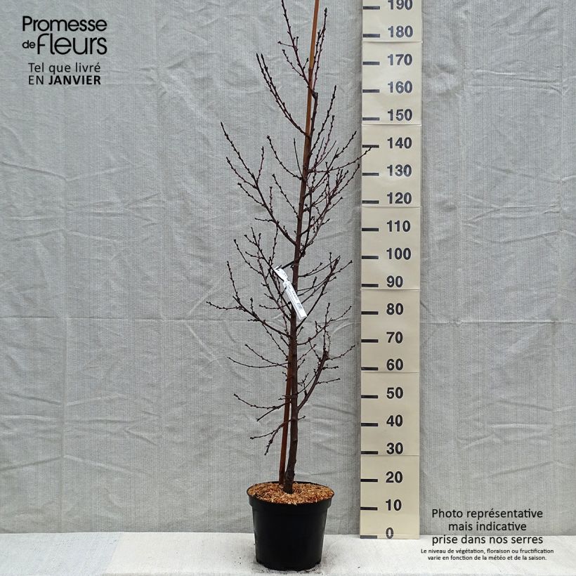 Prunus persica Taoflora Pink - Pesco da fiore Vaso da 7,5L/10L esemplare consegnato in inverno