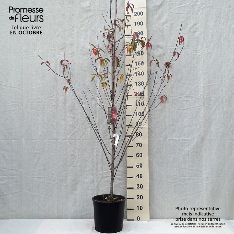 Esemplare di Prunus persica Taoflora Red - Pesco da fiore Vaso da 7,5L/10L come consegnato in autunno