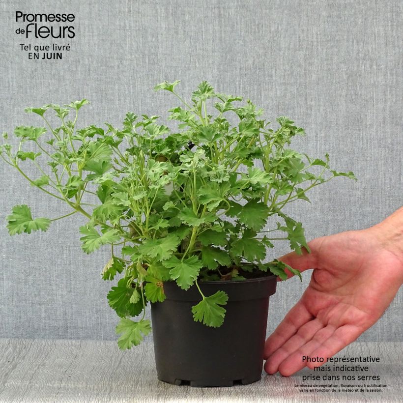 Esemplare di Pelargonium Ardwick Cinnamon Vaso da 1,5L/2L consegnato in estate