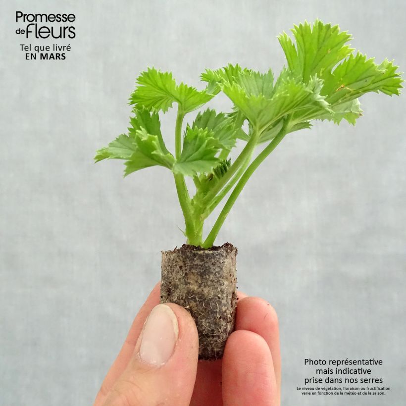 Pelargonium Bermuda Merlot mini zolla... esemplare consegnato in primavera
