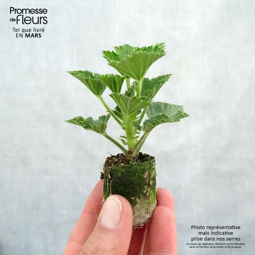 Pelargonium Cynthia mini zolla... esemplare consegnato in primavera