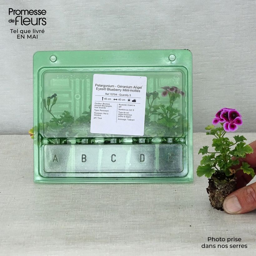 Pelargonium Angel Eyes Blueberry mini zolla... esemplare consegnato in primavera