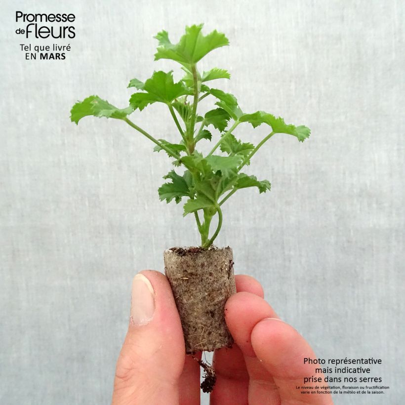 Pelargonium Angel Eyes Randy mini zolla... esemplare consegnato in primavera