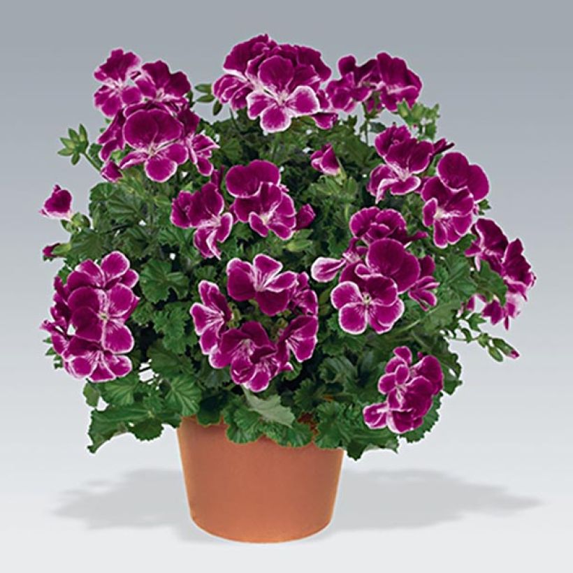 Pelargonium Angeleyes Burgundy (Fioritura)