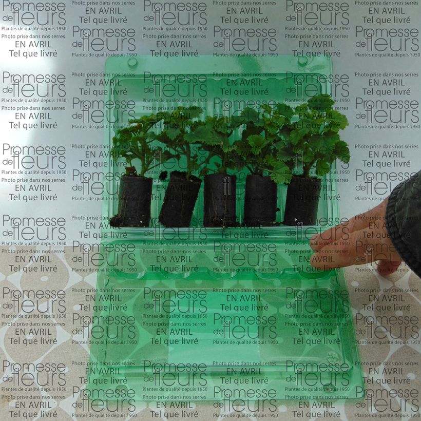 Esempio di esemplare Pelargonium Angeleyes Burgundy mini zolla... come consegnato