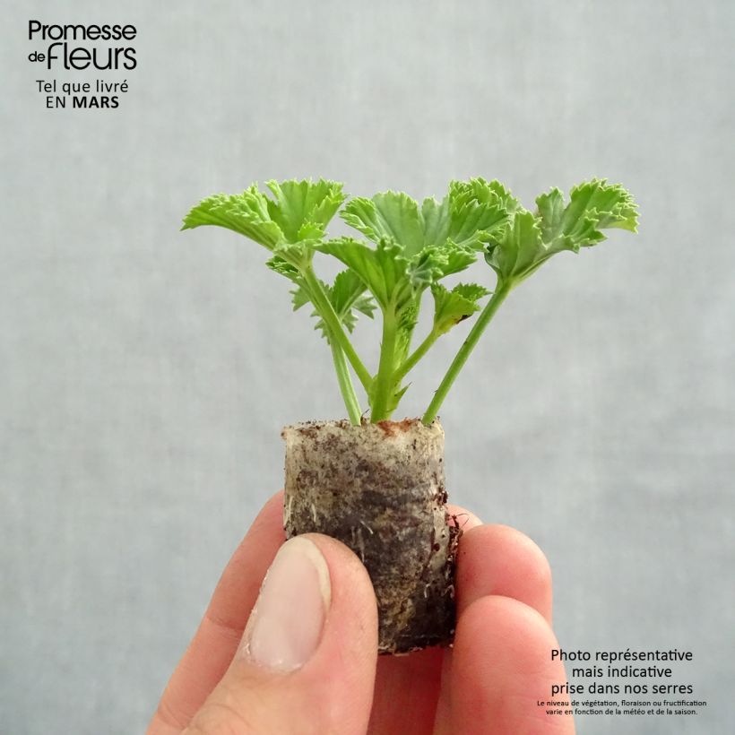 Pelargonium Candy Flowers White mini zolla... esemplare consegnato in primavera