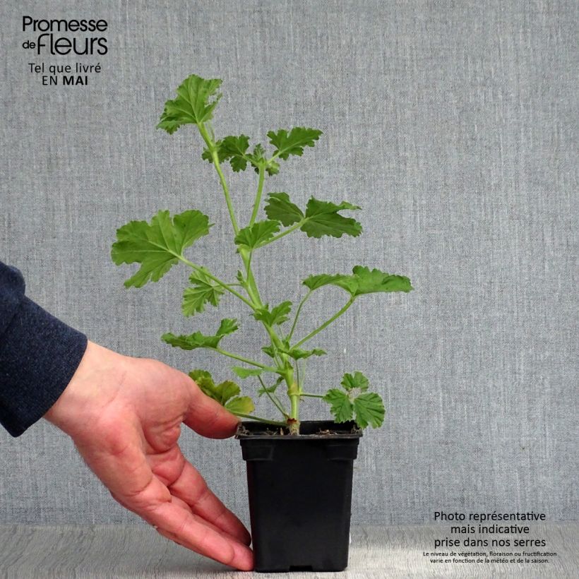 Pelargonium Attar of Roses Vasetto da 7/8 cm esemplare consegnato in primavera