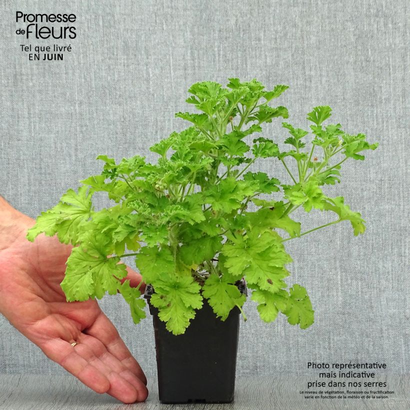Esemplare di Pelargonium Concolor Lace - Geranio odoroso Vasetto da 7/8 cm consegnato in estate