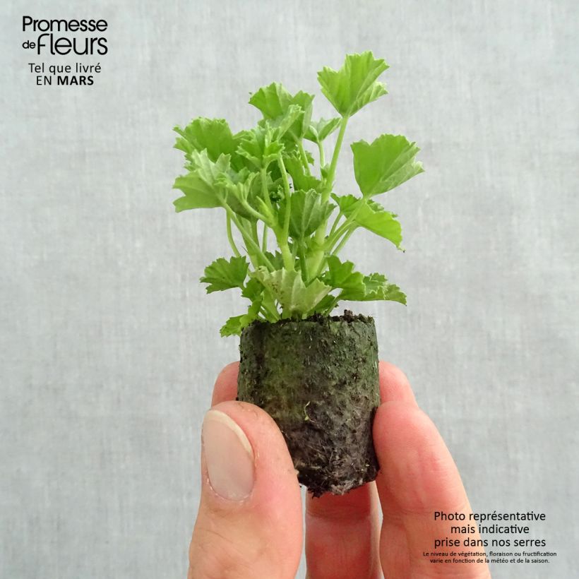 Pelargonium Mosquitaway Megan - Geranio odoroso mini zolla... esemplare consegnato in primavera