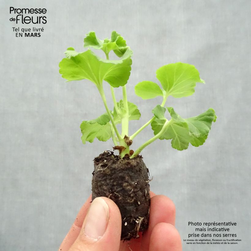 Pelargonium Mosquitaway Nova - Geranio odoroso Mini zolla Ø 1,5/2,5 cm esemplare consegnato in primavera