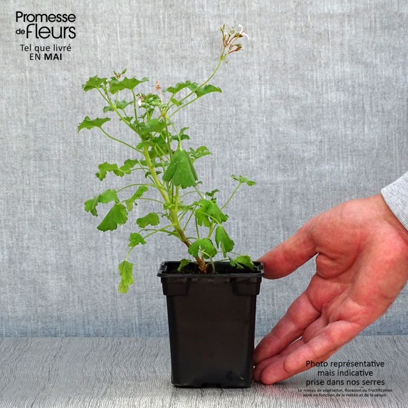 Pelargonium fragrans - Pelargonio odoroso Vasetto da 7/8 cm esemplare consegnato in primavera
