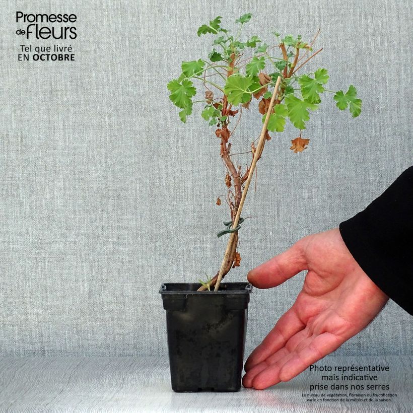 Esemplare di Pelargonium fragrans - Pelargonio odoroso Vasetto da 7/8 cm come consegnato in autunno
