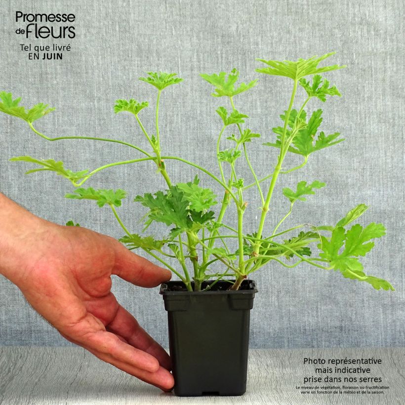 Esemplare di Pelargonium graveolens - Pelargonio odoroso Vasetto da 7/8 cm consegnato in estate