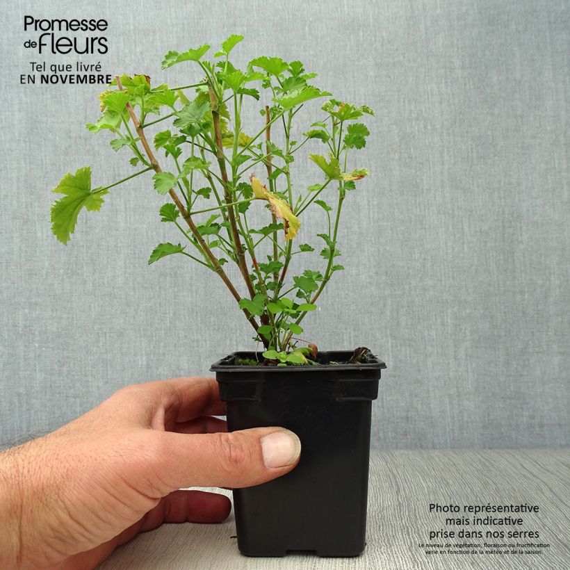 Esemplare di Pelargonium citriodorum Prince Of Orange Vasetto da 7/8 cm come consegnato in autunno