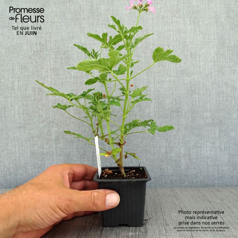 Esemplare di Pelargonium Brunswick Vasetto da 8/9 cm consegnato in estate