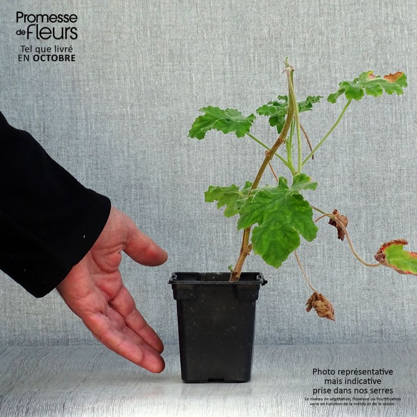 Esemplare di Pelargonium Chocolate - Geranio odoroso Vasetto da 7/8 cm come consegnato in autunno