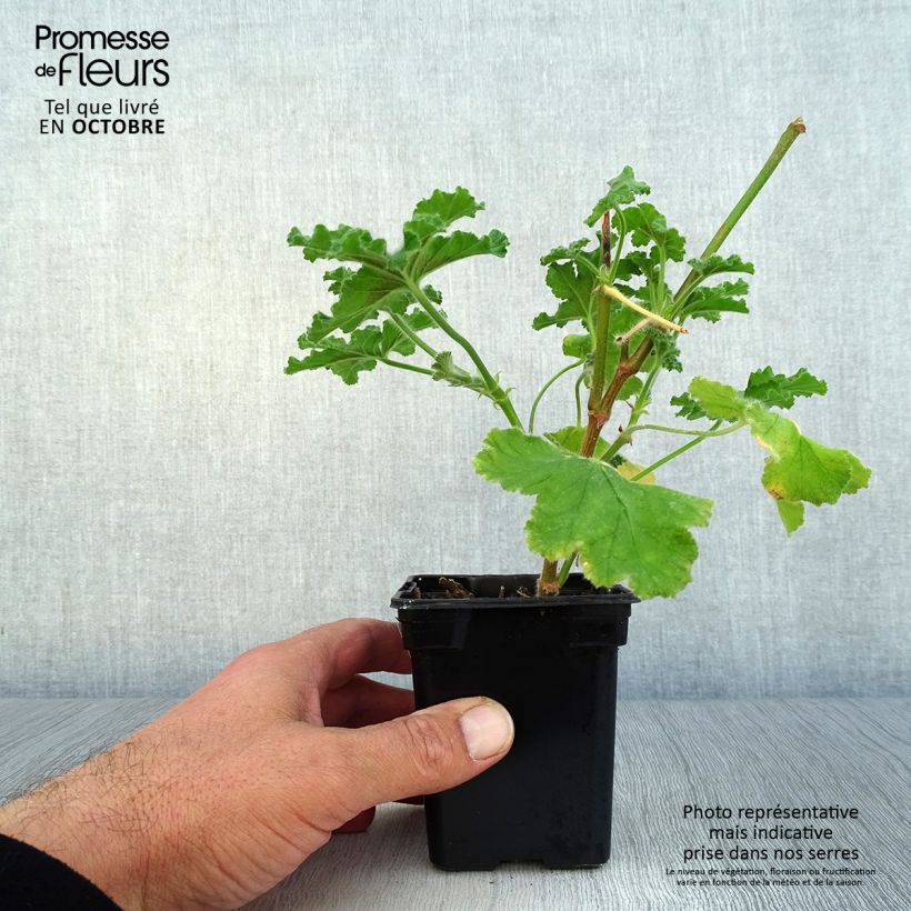 Esemplare di Pelargonium Endsleigh - Geranio odoroso Vasetto da 7/8 cm come consegnato in autunno