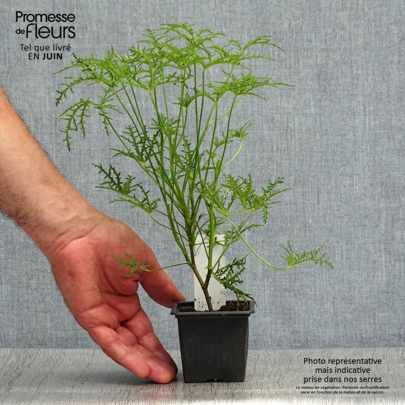 Esemplare di Pelargonium denticulatum Filicifolium Vasetto da 7/8 cm consegnato in estate