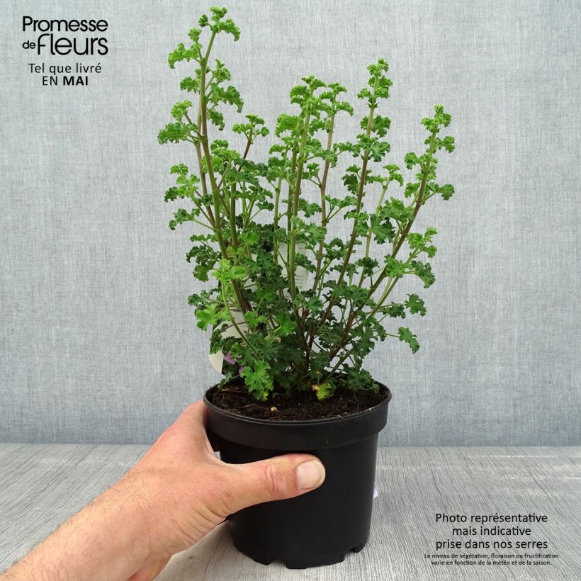 Pelargonium crispum Minor Vaso da 1,5L/2L esemplare consegnato in primavera