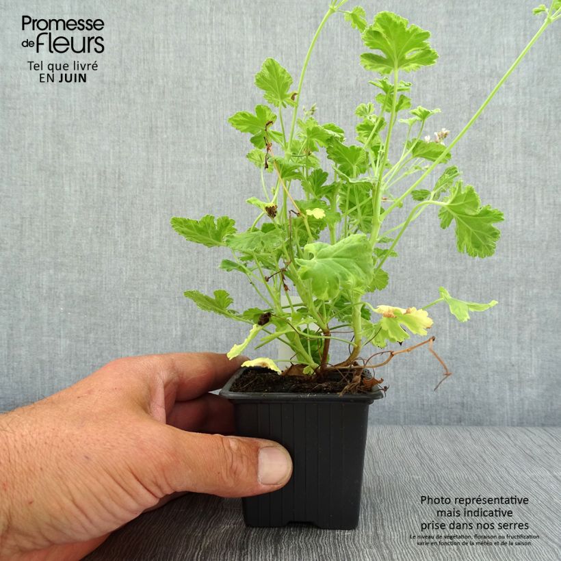 Esemplare di Pelargonium fragrans Variegatum - Pelargonio odoroso Vasetto da 8/9 cm consegnato in estate
