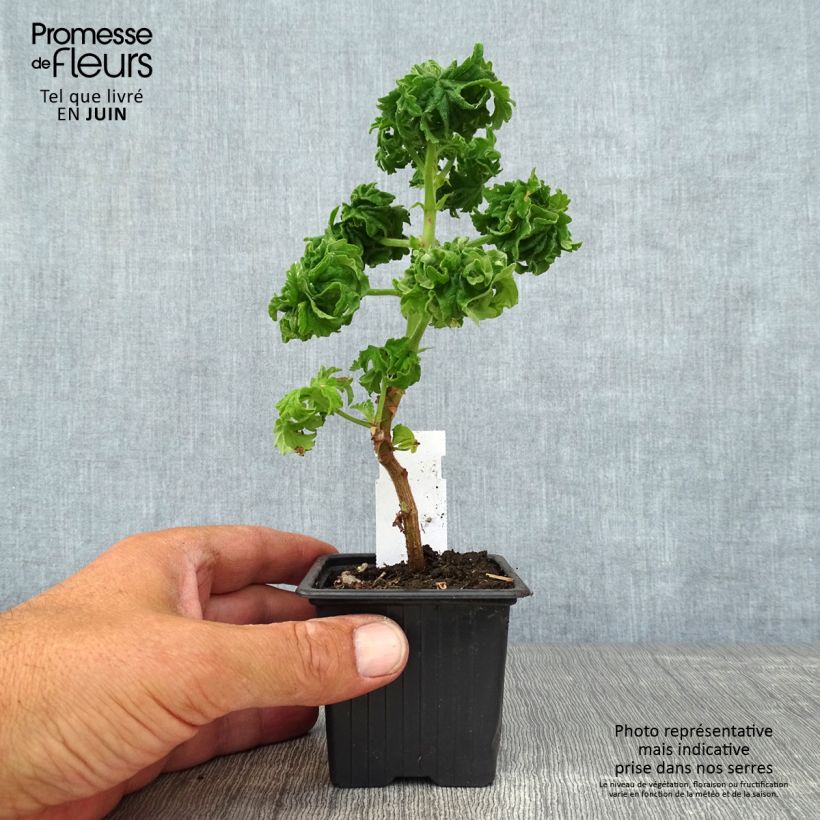 Esemplare di Pelargonium graveolens Bontrosaï - Pelargonio odoroso Vasetto da 8/9 cm consegnato in estate