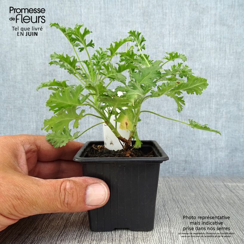 Esemplare di Pelargonium ionidiflorum Vasetto da 8/9 cm consegnato in estate