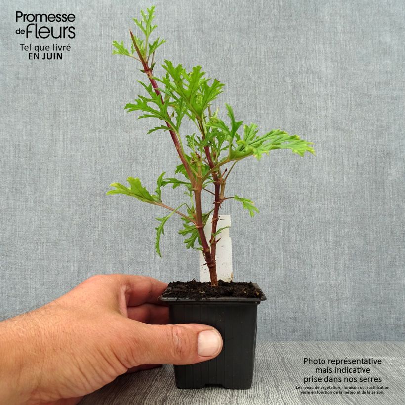 Esemplare di Pelargonium pseudoglutinosum Vasetto da 8/9 cm consegnato in estate