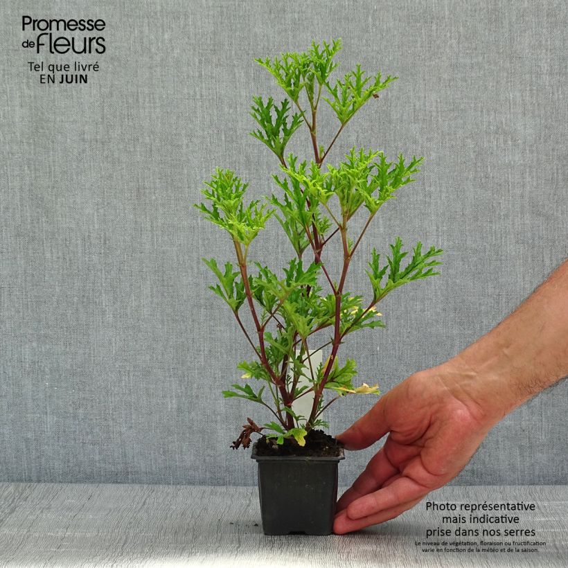 Pelargonium pseudoglutinosum Vasetto da 8/9 cm esemplare consegnato in primavera
