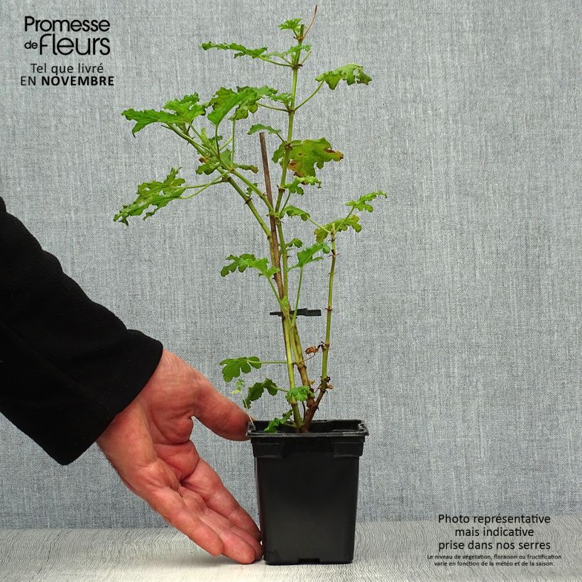 Esemplare di Pelargonium quercifolium Vasetto da 7/8 cm come consegnato in autunno