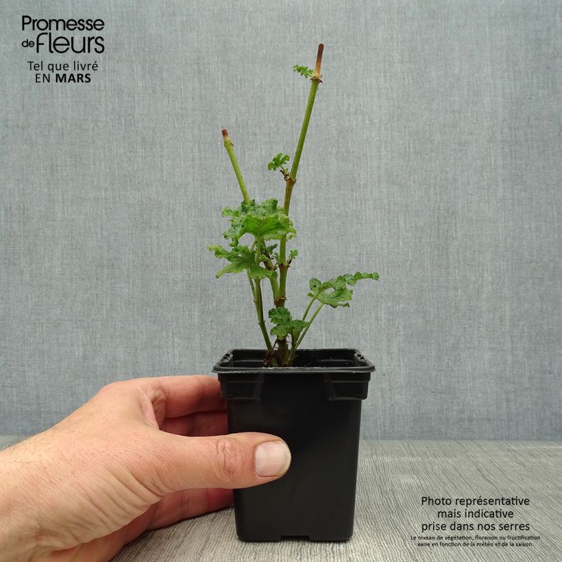 Pelargonium quercifolium Vasetto da 7/8 cm esemplare consegnato in primavera