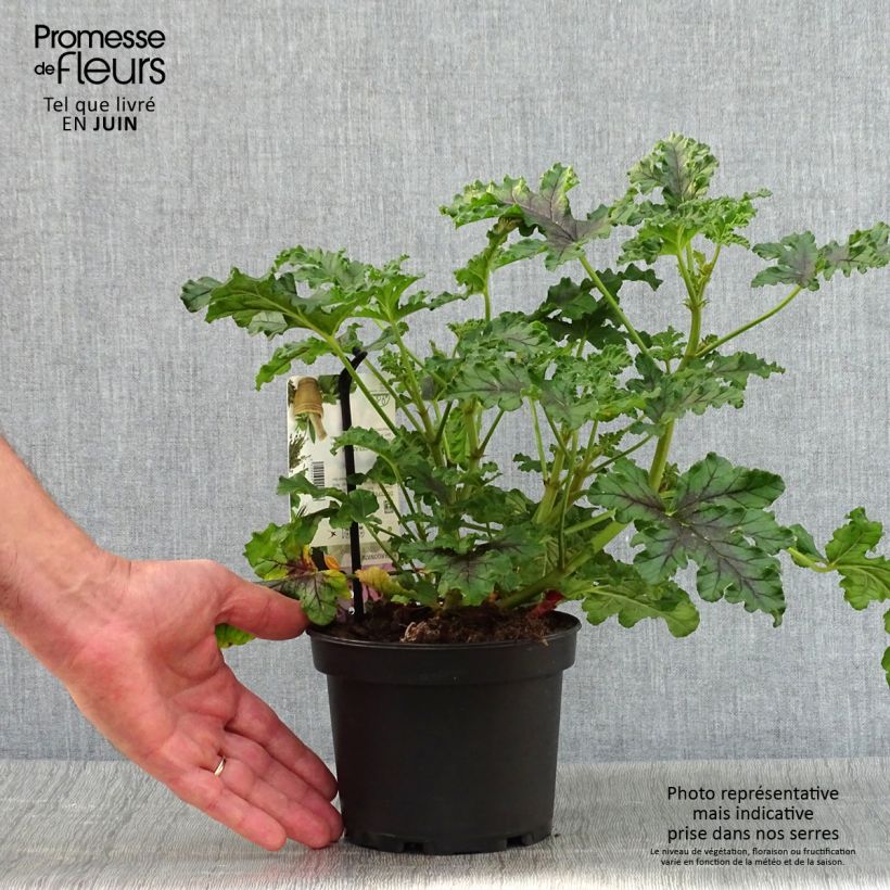 Esemplare di Pelargonium quercifolium Royal Oak Vaso da 1,5L/2L consegnato in estate