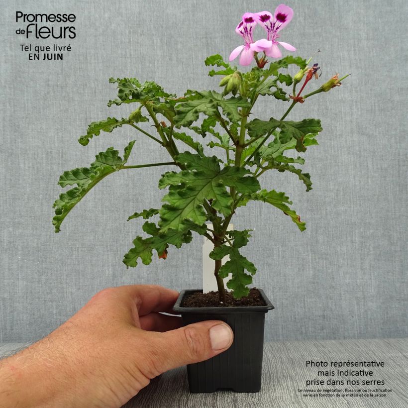 Esemplare di Pelargonium quercifolium Royal Oak Vasetto da 8/9 cm consegnato in estate