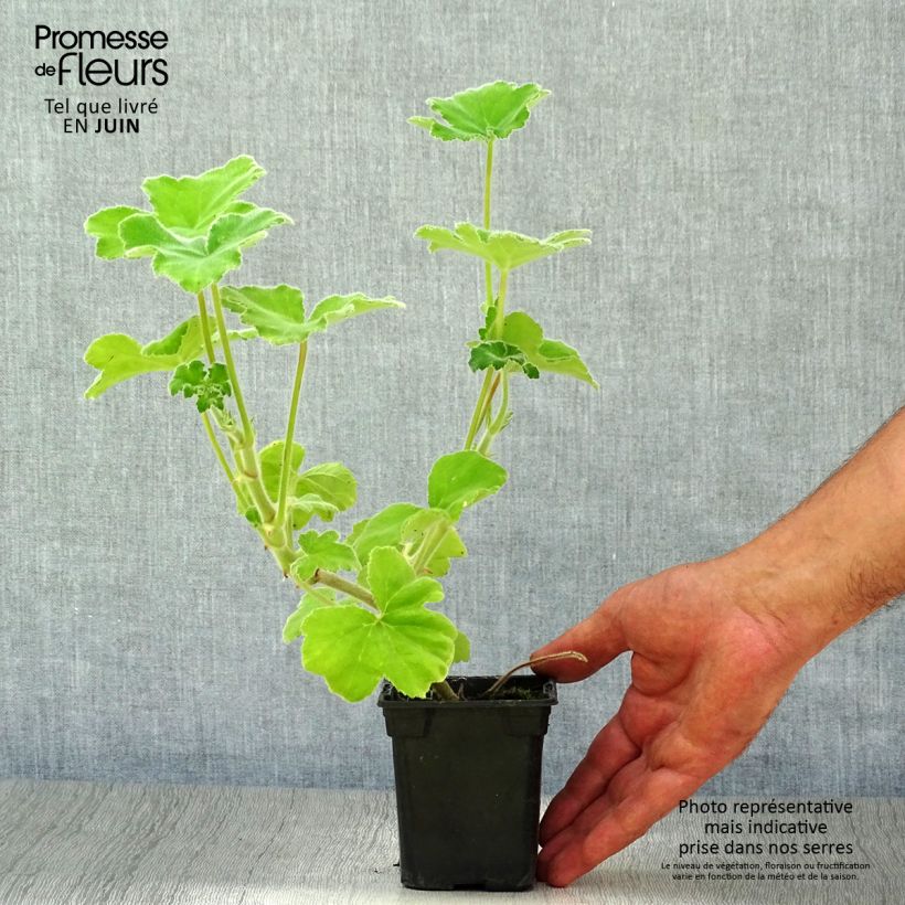Esemplare di Pelargonium tomentosum Vasetto da 7/8 cm consegnato in estate