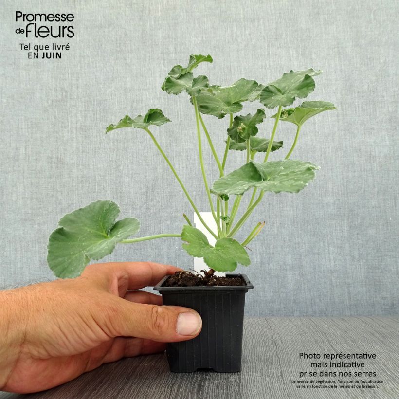 Esemplare di Pelargonium reniforme Vasetto da 8/9 cm consegnato in estate