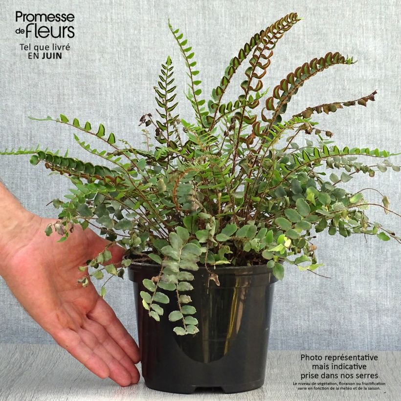 Esemplare di Pellaea rotundifolia - Felce Bottone Vaso da 2L/3L consegnato in estate