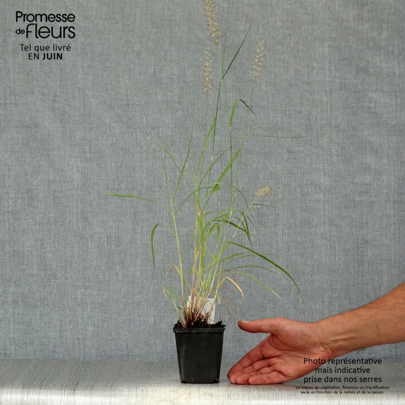 Esemplare di Pennisetum orientale Vasetto da 8/9 cm consegnato in estate