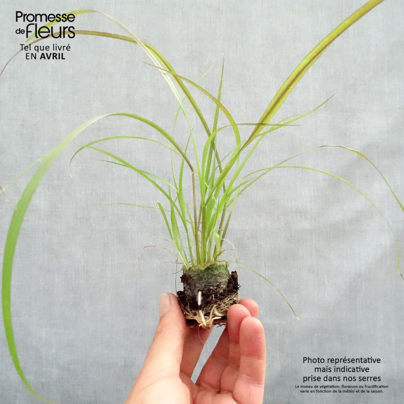 Pennisetum advena Rubrum mini zolla... esemplare consegnato in primavera