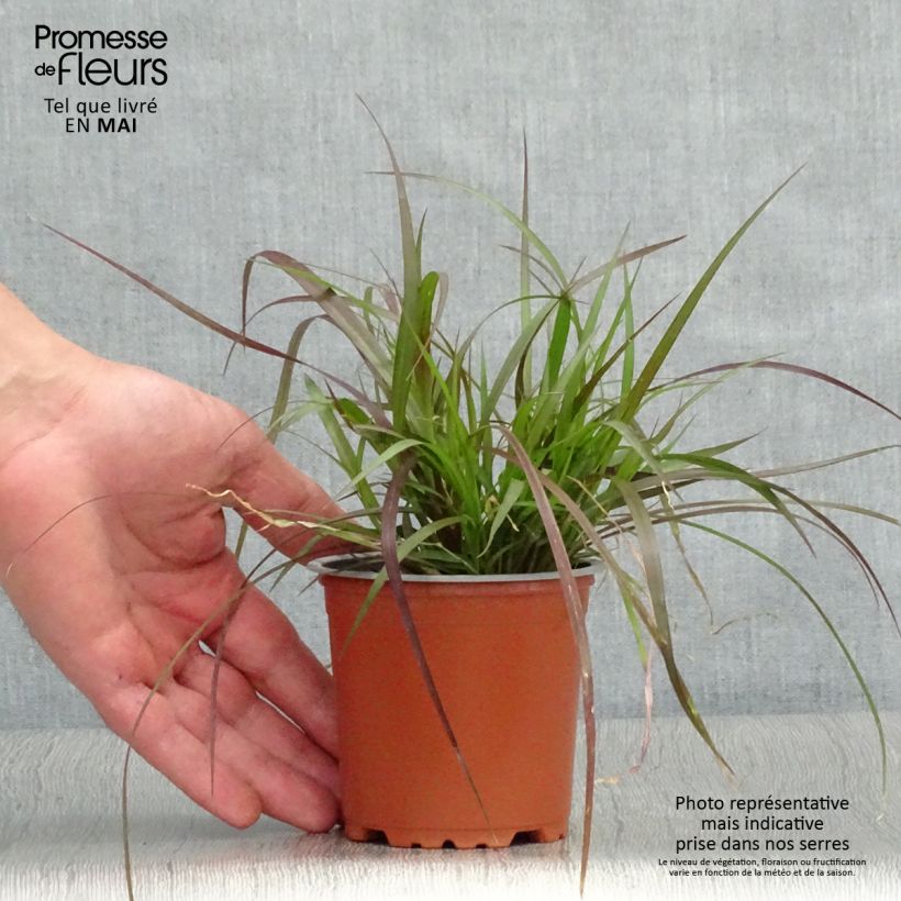 Pennisetum advena Rubrum Vasetto da 8/9 cm esemplare consegnato in primavera