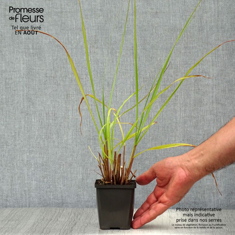 Esemplare di Pennisetum alopecuroïdes Black Beauty Vasetto da 8/9 cm consegnato in estate