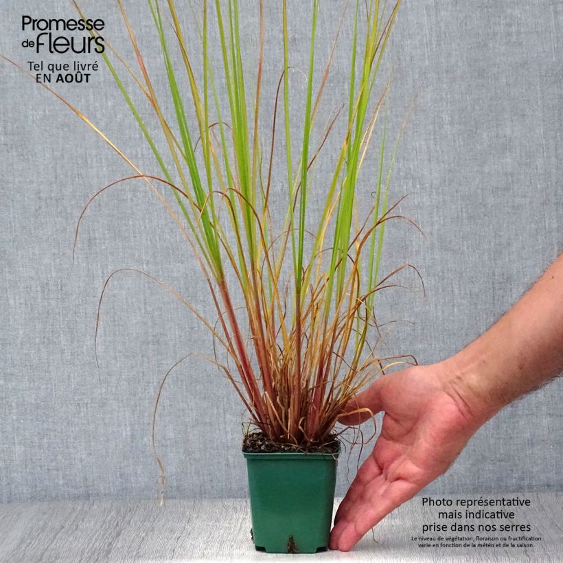 Esemplare di Pennisetum alopecuroïdes Cassian Vasetto da 8/9 cm consegnato in estate