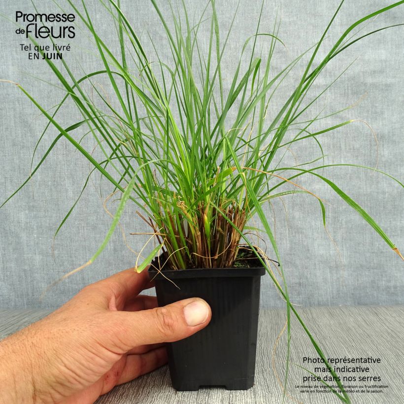 Esemplare di Pennisetum alopecuroïdes Gelbstiel Vasetto da 8/9 cm consegnato in estate