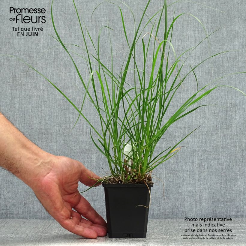 Esemplare di Pennisetum alopecuroides Goldstrich Vasetto da 8/9 cm consegnato in estate