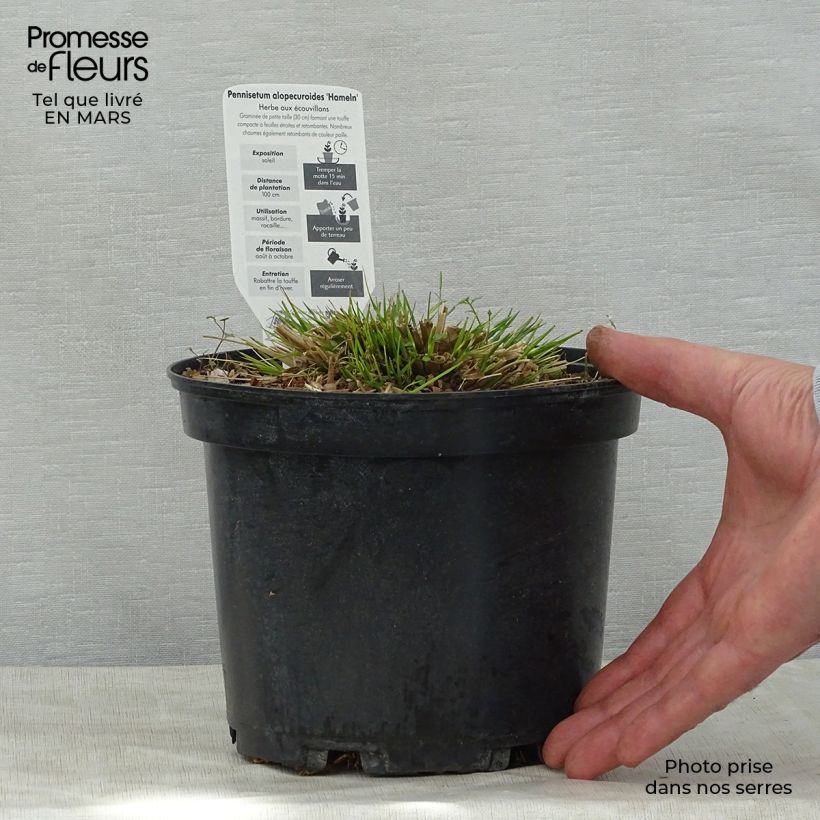 Pennisetum alopecuroïdes Hameln Vaso da 3L/4L esemplare consegnato in primavera